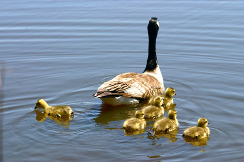 Canada Geese at the Annapolis Basin Marsh, Annapolis Royal, Nova Scotia.: Photograph by Katie McLean for the Clean Annapolis River Project